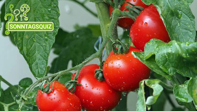 Tomaten stammen ursprünglich aus Mittelamerika.