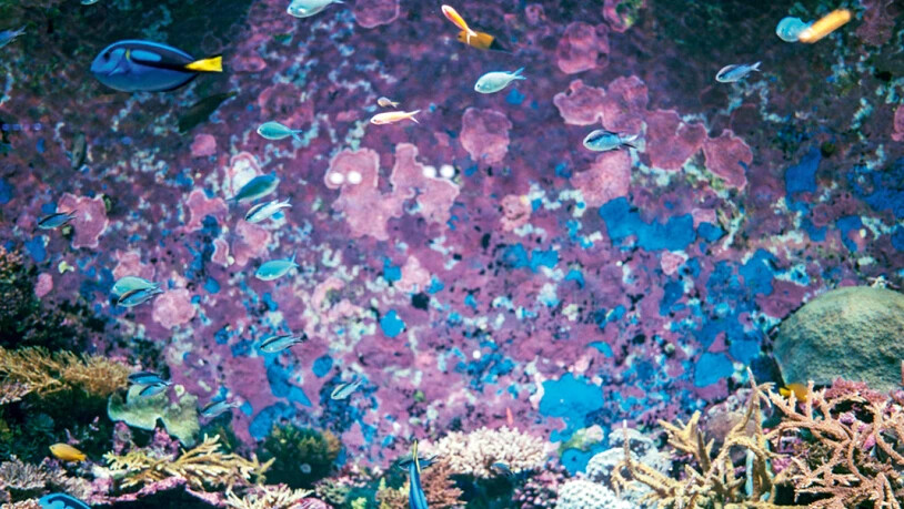 Das Great Barrier Reef droht, aus der Unesco-Weltnaturerbe-Liste zu fallen, weil es durch Umweltsünden beschädigt ist. Weil das dem Tourismus schaden würde, versucht Australien alles, um einen entsprechenden Unesco-Entscheid zu verhindern. Fragwürdige…
