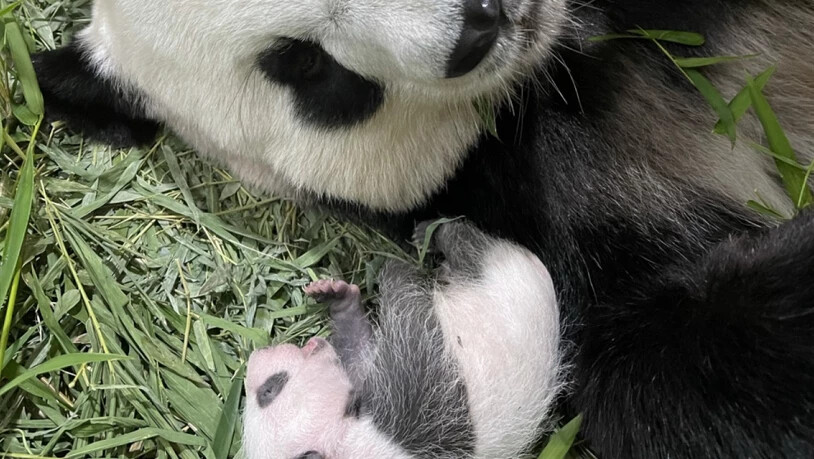 Singpurs erstes Riesenpanda-Baby - hier mit seiner Mama Jia Jia Anfang September. Inzwischen hat das noch namenlose Männchen seine Augen geöffnet - ein Meilenstein, wie sein Refugium, der River Safari Park stolz mitteilt (Pressebild).