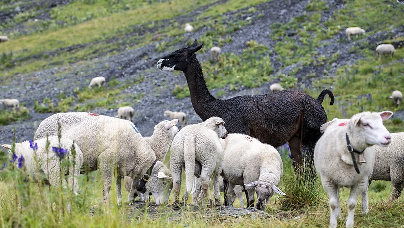 Ein Lama bewacht eine Schafherde im Kanton Uri: Ein Jäger im Muotathal verwechselte ein Lama mit einem Hirsch und erschoss das Schutztier versehentlich. Er ist sein Jagdpatent los. (Themenbild)