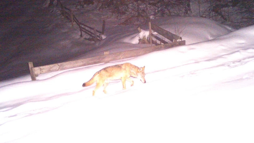 Unterwegs im Prättigau: Dieser Wolf bei Furna hat im vergangenen Winter eine Fotofalle erfasst. 