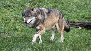Nicht gesetzmässig: Naturschutzorganisationen haben beim Bundesverwaltungsgericht eine Beschwerde gegen die proaktive Regulierung von Wölfen eingereicht.