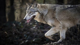Der Wolf: Nicht nur aus der Landwirtschaft kommt Kritik an seiner Ausbreitung.
