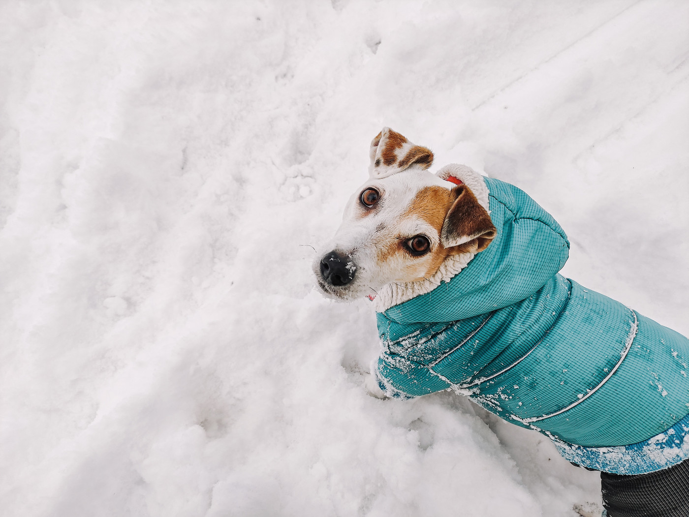 Kleidung sorgt für Wärme: Friert der Hund im Winter schnell, ist es ratsam, ihm einen Pullover oder eine Jacke anzuziehen.